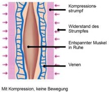 Muskel-mit-Komp